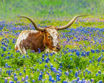 Longhorn in Bluebonnets Quilt Panel, Quilt Stoff Panel, Quilten Baumwollstoff, Texas Longhorn Stoff Panel zum Nähen, Größe 20 &quot;Bx16&quot;L, ACW-010