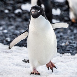 May include: A black and white Adelie penguin walks on snow with its wings outstretched. The penguin has a black head and back with a white belly and a white ring around its eye.