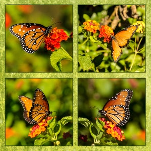 Four Monarch Butterflies Fabric Panel, Quality Quilting Cotton Fabric, Butterfly Fabric Panel to Sew, BRM-002, 17.5&quot;HX18&quot;W