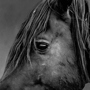 Pode incluir: Uma fotografia a preto e branco de um close-up do rosto de um cavalo. O cavalo tem uma juba longa e escura e um olho grande e escuro. O rosto do cavalo é enrugado e mostra sinais de idade.