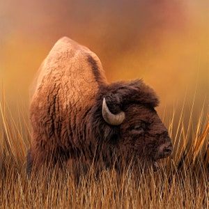 Buffalo at Sunset Fabric Panel, Quilt Panel, Quilting Cotton Fabric, American Buffalo Bison Fabric Panel to Sew, Size 17.5&quot;Wx18.5&quot;L, ANW-026