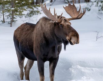 Bull Moose in Snow Fabric Panel, Quilt Panel, Quilting Cotton Fabric, Bull Moose Fabric Panel to Quilt or Sew Size 19.75"Wx20"L, ANW-064