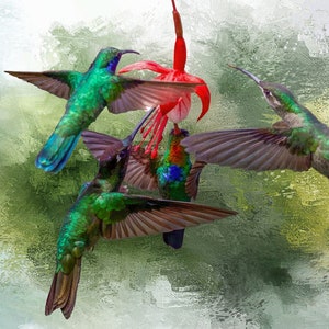Hummingbird Family Fabric Panel, Size is 24&quot; Wide x 16&quot; Tall, Quality Quilting Cotton, Quilting Fabric, Hummingbird Fabric, BHB-004