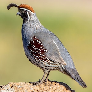 Buy Gambel Quail Online In India Etsy India