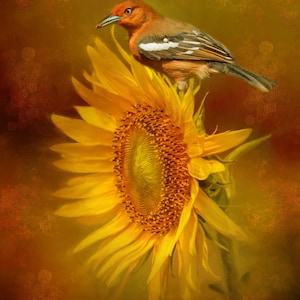 Bird on Sunflower Fabric Panel - FLR-030, Size 16&quot; x 24&quot;, Quality Quilting Cotton