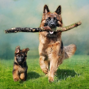 Ready to Play Fabric Panel, Quilt Panel, Quilting Cotton Fabric, German Shepard Dog Fabric Panel to Quilt or Sew, Size 24”Wx16”L, ADP-003