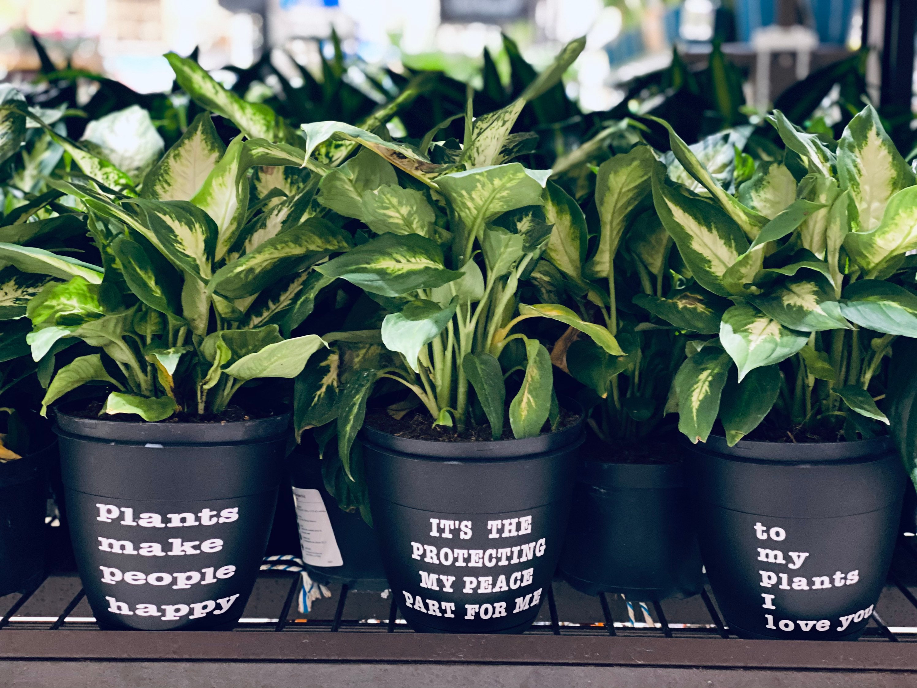 Planter houseplant gifts unique gifts self draining pot Etsy