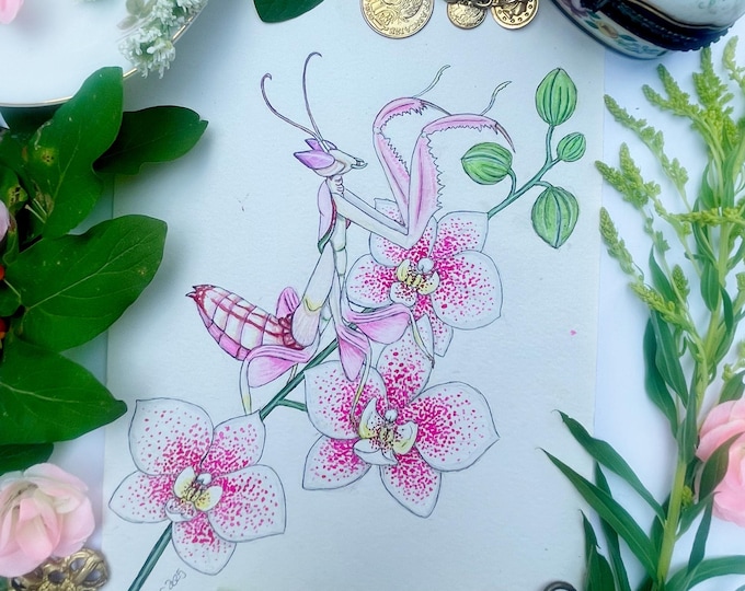 Orchid Mantis Original Watercolor Painting