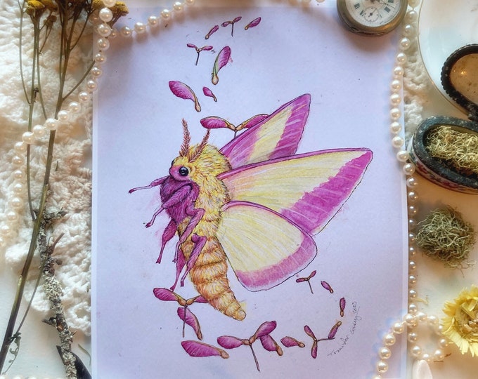 Rosy Maple Moth Prints