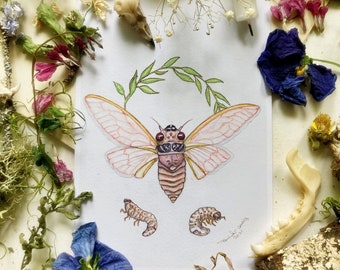 Cicada Brood X, Art Prints, Scientific Art, Biology Art, Cicada Art, Watercolor Art, Nerd Decor, Oddity Wall Art, Bug Art, Entomology Decor