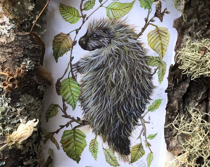 Porcupine Prints
