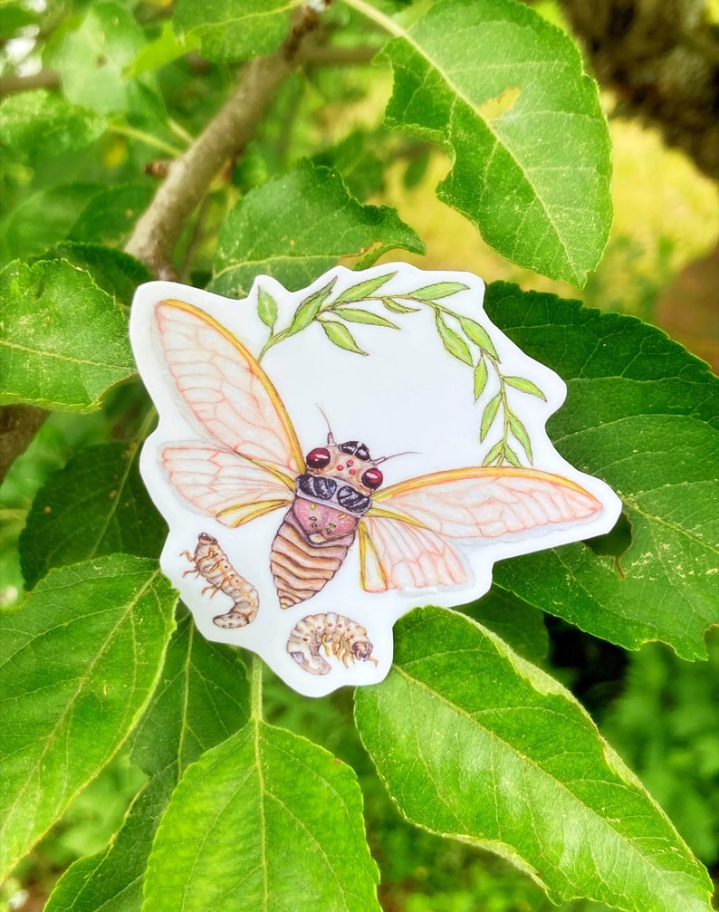 Pu&ograve; includere: Un adesivo con un'illustrazione dettagliata di una cicala con ali delicate, circondata da fogliame verde. La cicala &egrave; raffigurata in tonalit&agrave; di marrone, rosa e bianco, con occhi rossi. L'adesivo include anche due illustrazioni pi&ugrave; piccole di ninfe di cicala.
