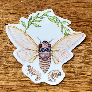 Pu&ograve; includere: Un adesivo con un'illustrazione dettagliata di una cicala con ali traslucide, occhi rossi e corpo marrone. La cicala &egrave; circondata da foglie verdi e due ninfe di cicala pi&ugrave; piccole.