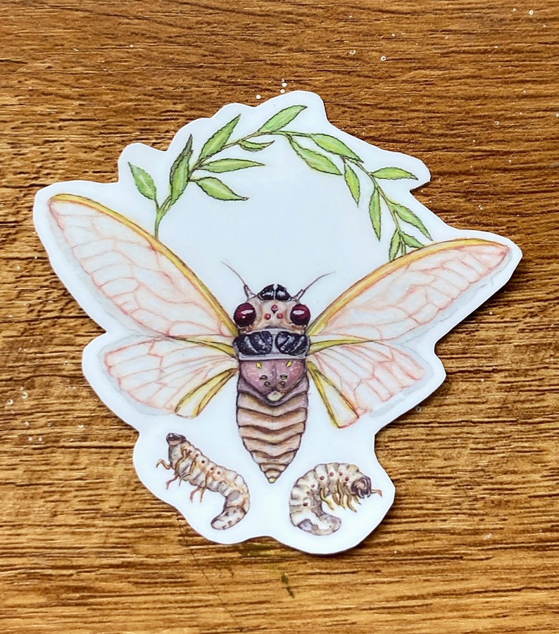 Pu&ograve; includere: Un adesivo con un'illustrazione dettagliata di una cicala con ali traslucide, occhi rossi e corpo marrone. La cicala &egrave; circondata da foglie verdi e due ninfe di cicala pi&ugrave; piccole.
