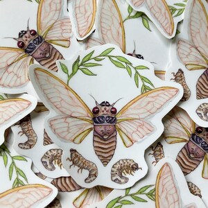 Pu&ograve; includere: Un set di adesivi con un'illustrazione dettagliata di una cicala con ali delicate, un corpo marrone e occhi rossi. Gli adesivi includono anche illustrazioni di ninfe di cicala pi&ugrave; piccole.