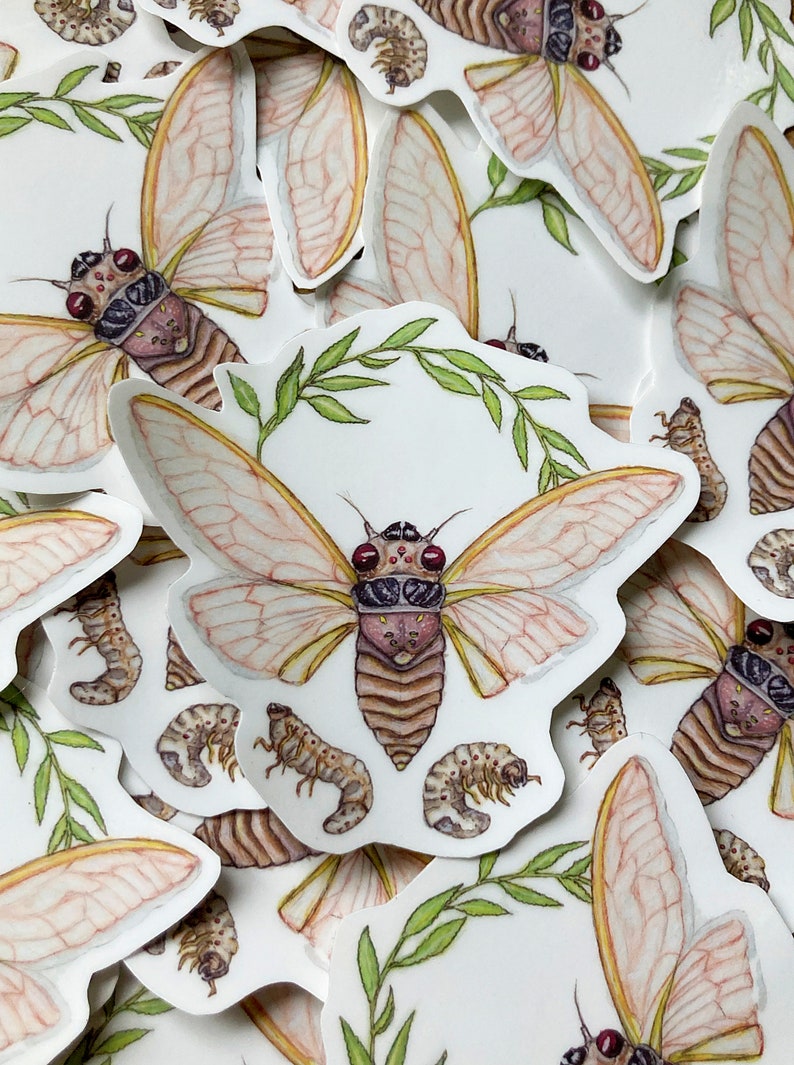Pu&ograve; includere: Un set di adesivi con un'illustrazione dettagliata di una cicala con ali delicate, un corpo marrone e occhi rossi. Gli adesivi includono anche illustrazioni di ninfe di cicala pi&ugrave; piccole.