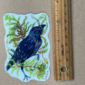 May include: A black crow with a blue-grey tint perched on a branch of green foliage. The crow is facing to the right and has a white background.