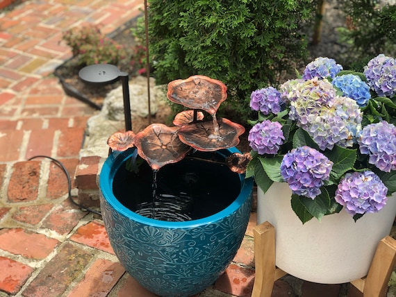 money tree for sale near me Money Tree – Pike Nursery main image 0