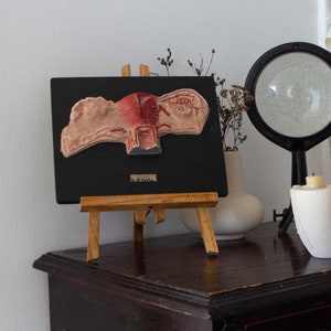 Vintage Anatomical Model of the Woman Body, Human Body Anatomy Model.  Didactic Model for School, Old Medical Model, Vintage Ovary Model