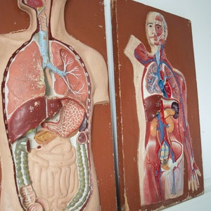 Vintage Human Anatomy Models. Antique Science Model