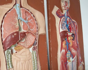 Vintage Human Anatomy Models. Antique Science Model