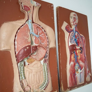 Vintage anatomische Modelle. 1950er Jahre Anatomie. Anatomie des Menschen. Anatomische Kunst. Antikes medizinisches Modell. Lernmodell