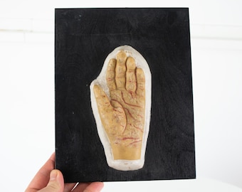 Vintage Wax Anatomical Model, Vintage Medical Model of Hand, Curiosities, Oddities, Vintage Medical Decor, Weird Gifts, Educational Display
