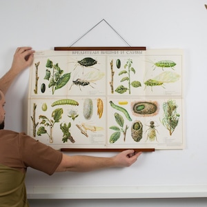 Cartel educativo original vintage, cartel escolar vintage, cartel vintage de plantas frutales, cartelera original, ilustración botánica de la naturaleza