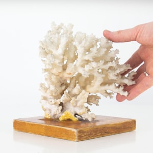 Vintage Corals, Coral Reef Display, Vintage Coral Diorama, Decorative Coral Sculpture, Coral Figurine, Sea decor, Coral Display, Coral Tree