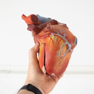 Vintage Anatomical Model of the Human Heart, Human Heart Anatomy Model. Didactic Model of Heart, Old Medical Model, Educational Heart Model