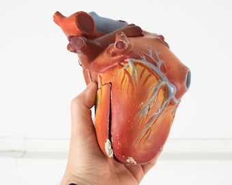 Vintage Human Heart Anatomy Model. Anatomy Accessories - Medical art