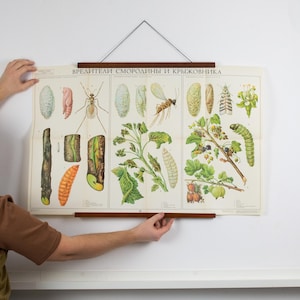 Manifesto didattico originale d'epoca, manifesto scolastico d'epoca, manifesto vintage di piante da frutto, cartellone pubblicitario originale, illustrazione botanica della natura
