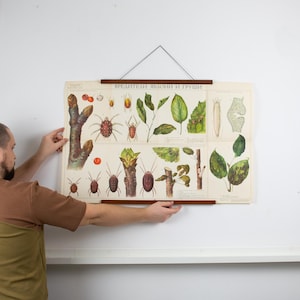 Cartel educativo original vintage, cartel escolar vintage, cartel vintage de plantas frutales, cartelera original, ilustración botánica de la naturaleza