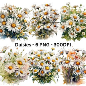 6 Watercolor Daisies Clipart PNG Bundle, Sublimation PNG, Daisies Douquet Png, White Daisies Png, Flower Bouquet Png, Digital Files Only