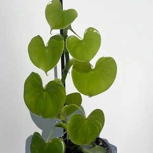 Philodendron Grazielae (heart shape leaf)