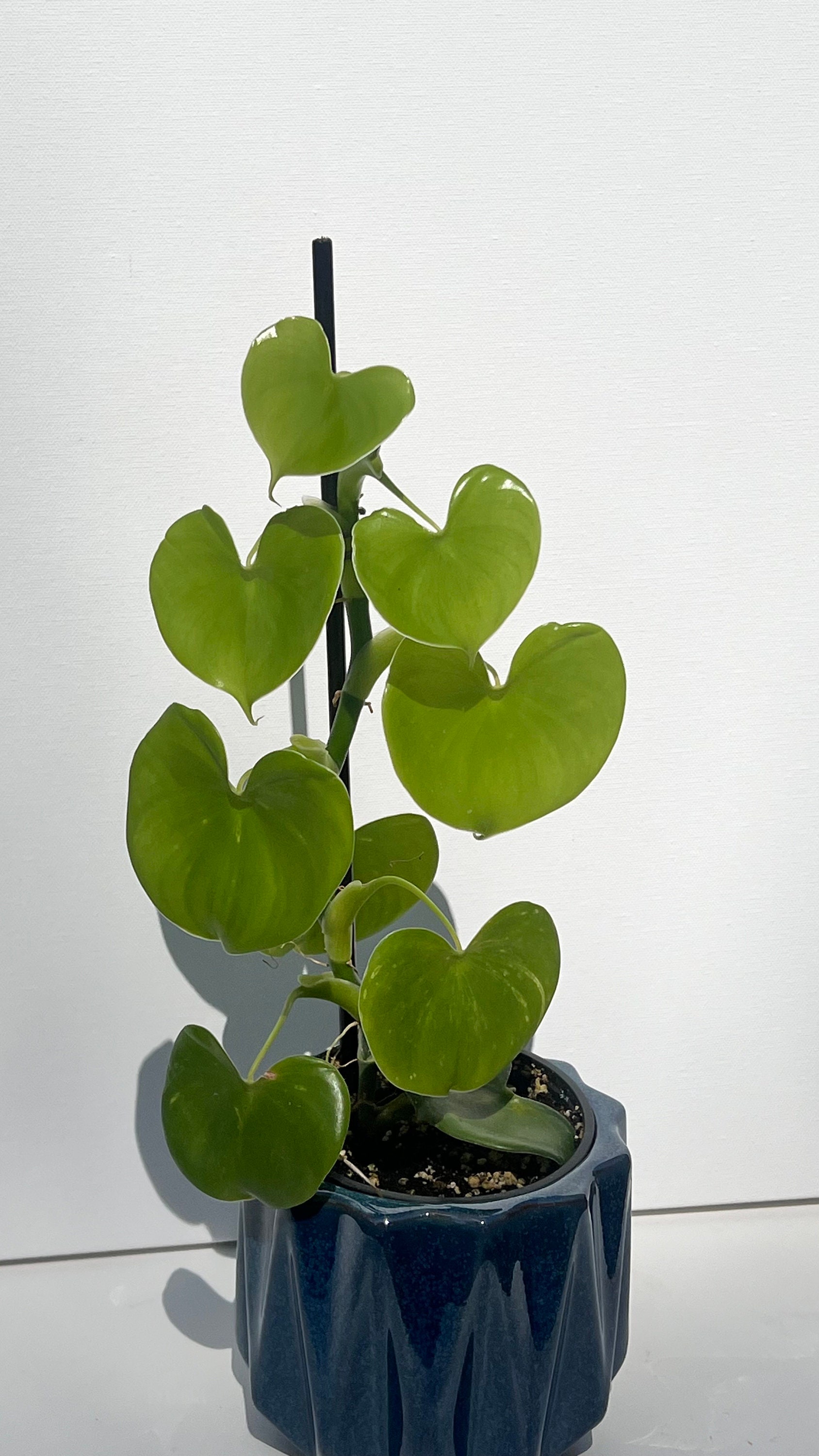 live spider plant Spider Plant 'Bonnie' – Pet Safe, Easy Care Indoor Plant main image 0