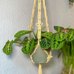 Könnte beinhalten: Ein hängender Makramee-Pflanzenhalter in hellgelber Farbe, der eine Topfpflanze mit grün-weiß gestreiften Blättern hält. Der Pflanzenhalter hängt an einer hellgrauen Wand. Eine Vase mit rosa Blumen steht auf einer Holzoberfläche.