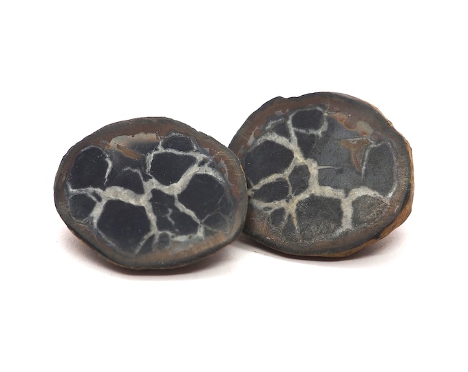 Septaria 30mm x 25mm (19 grams)