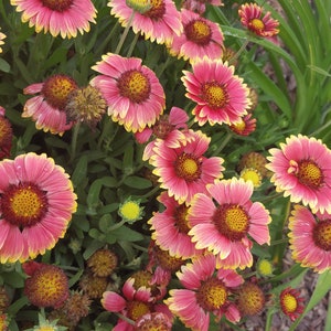 Sunset Snappy Blanket Flower Perennial Seeds