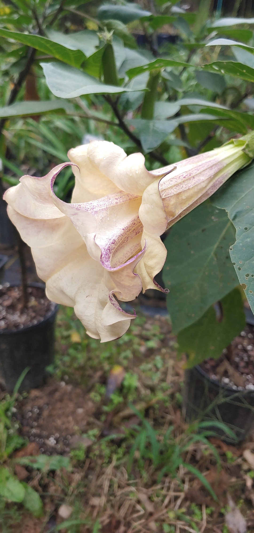 Box of Chocolate Trumpet Seeds AKA Datura 10 Seeds Etsy