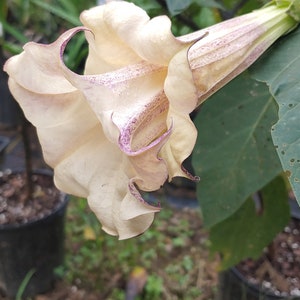 17+ Datura Plant For Sale