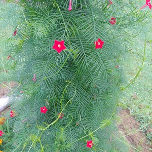 20 Red Cypress Hummingbird Vine Seeds