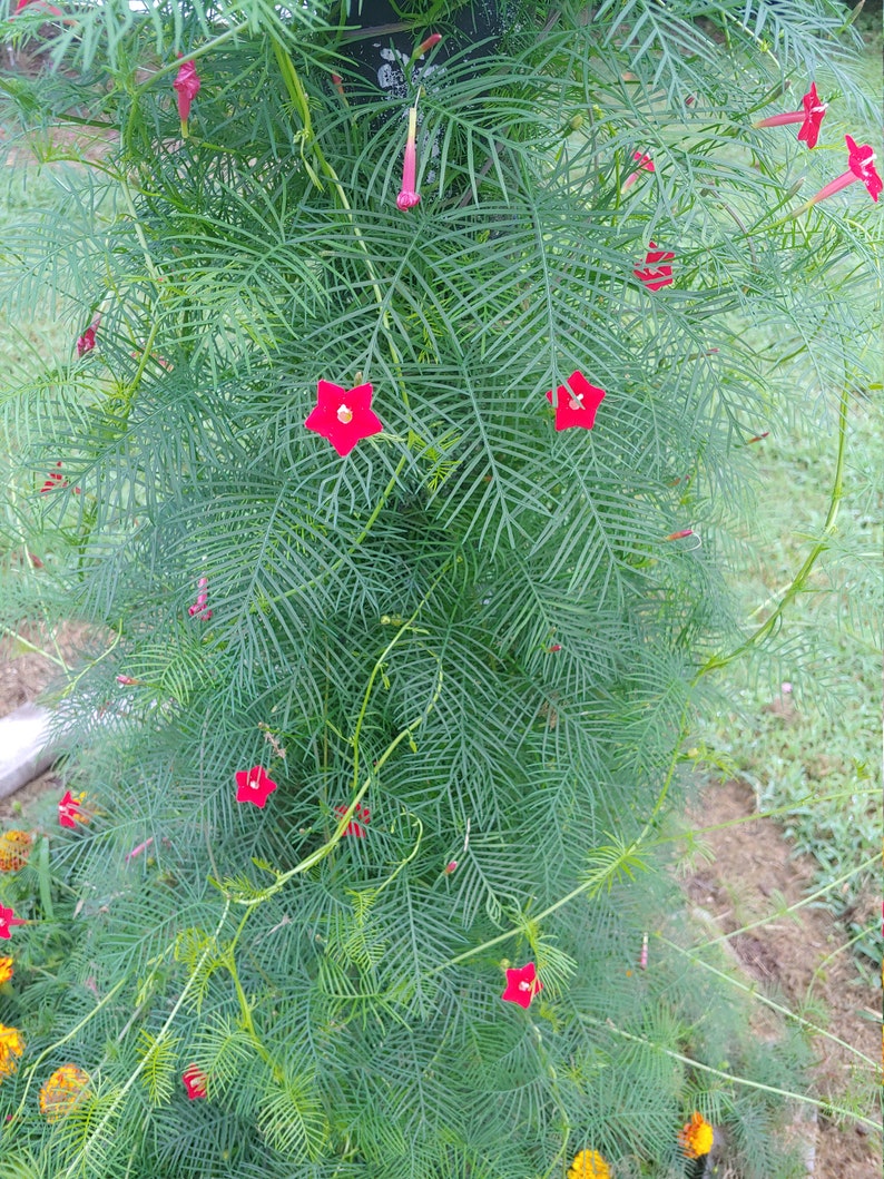 20 Red Cypress Hummingbird Vine Seeds Etsy