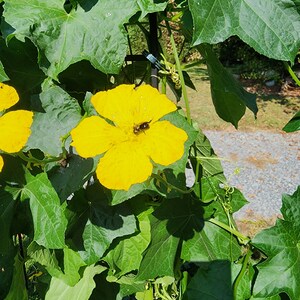 Squash, Gourd, Ornamental Luffa Loofah Sponge Seeds Lufa Seeds Luffa Seeds image 2