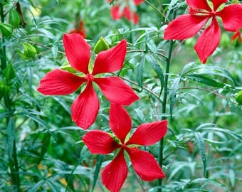 Red Texas Star Seeds