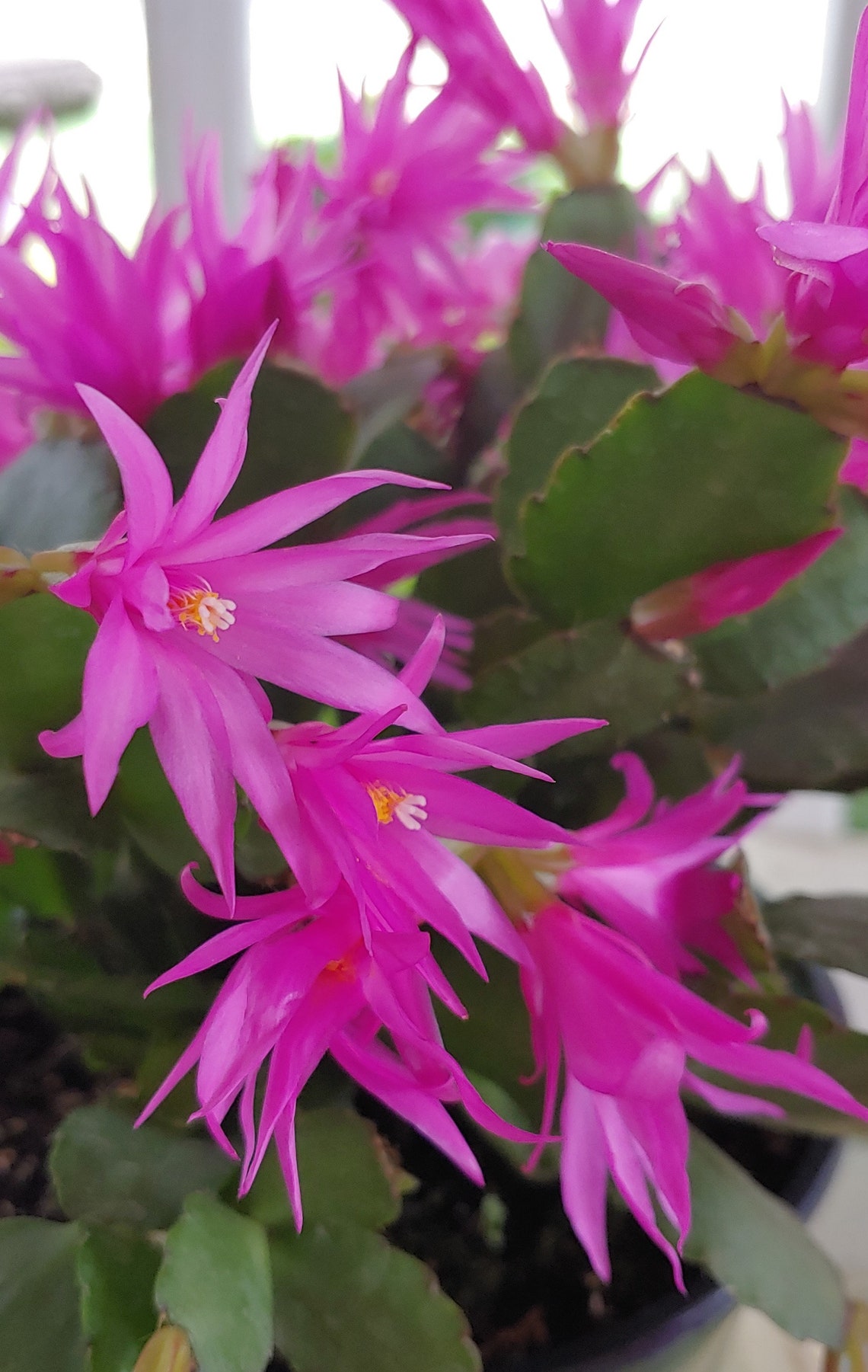Easter Cactus/ RhisalidopsisDeep Purple Live Plant Etsy