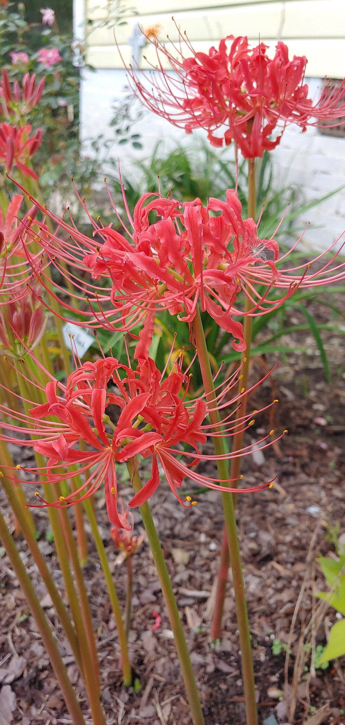 Surprise Lillies/ Spider Lily Bulbs Etsy