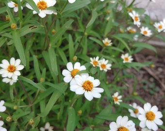 Miniture White Zinnia seeds