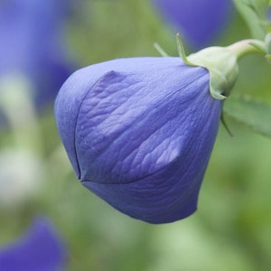 Blue Balloon Flower- Seeds