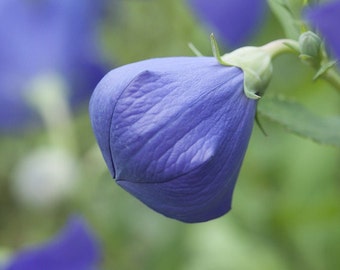 Blue Balloon Flower- Seeds
